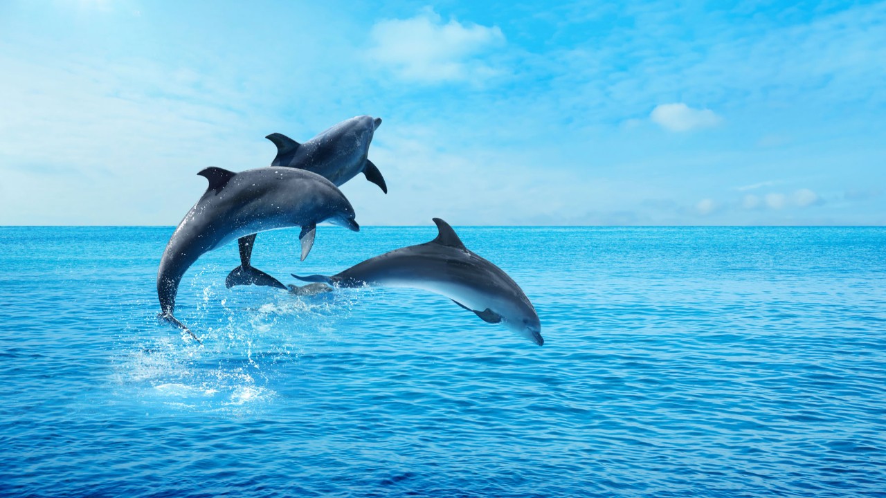 googledan-dolphingemma-artik-yunus-seslerini-cozmek-icin-de-bir-yapay-zeka-var-GHYy7qwL.jpg