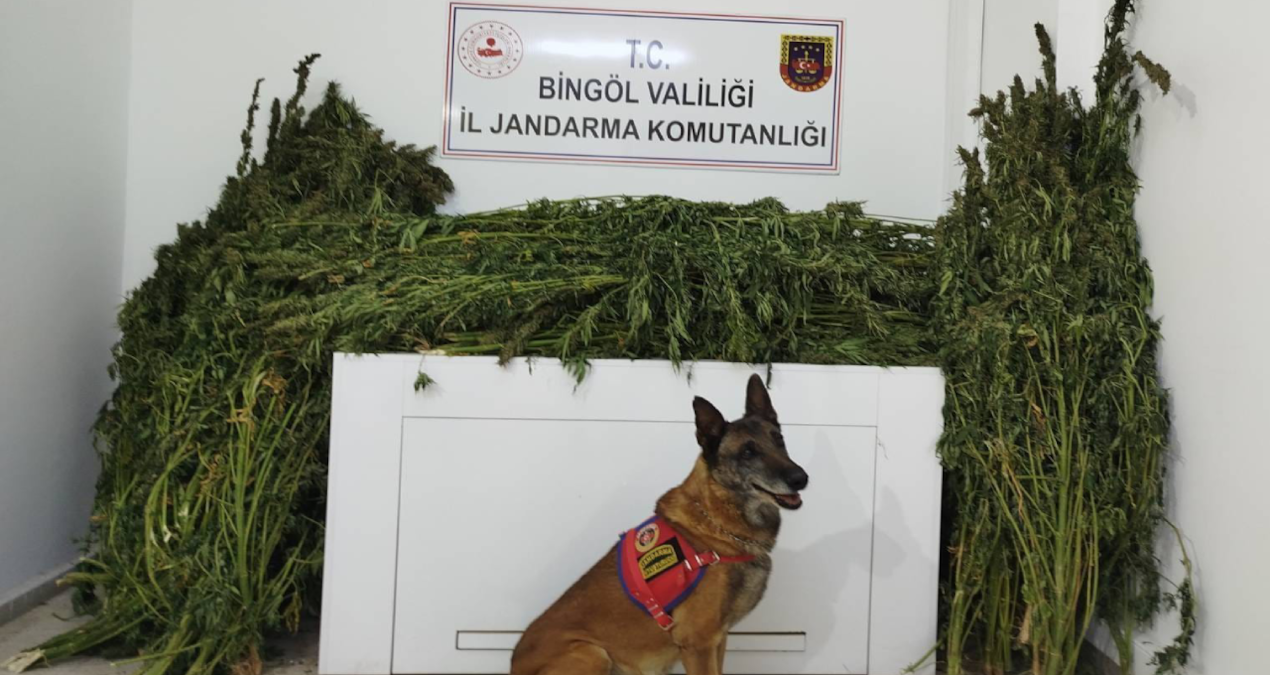 bingolde 91 kilo 250 gram esrar yakalandi IFddtzhU