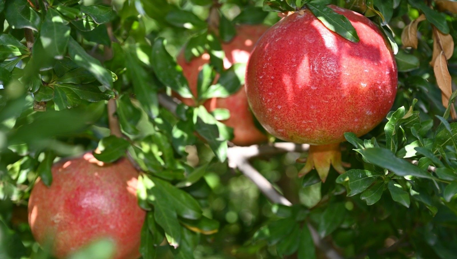 denizlide nar hasadi basladi ZqmI8KIZ
