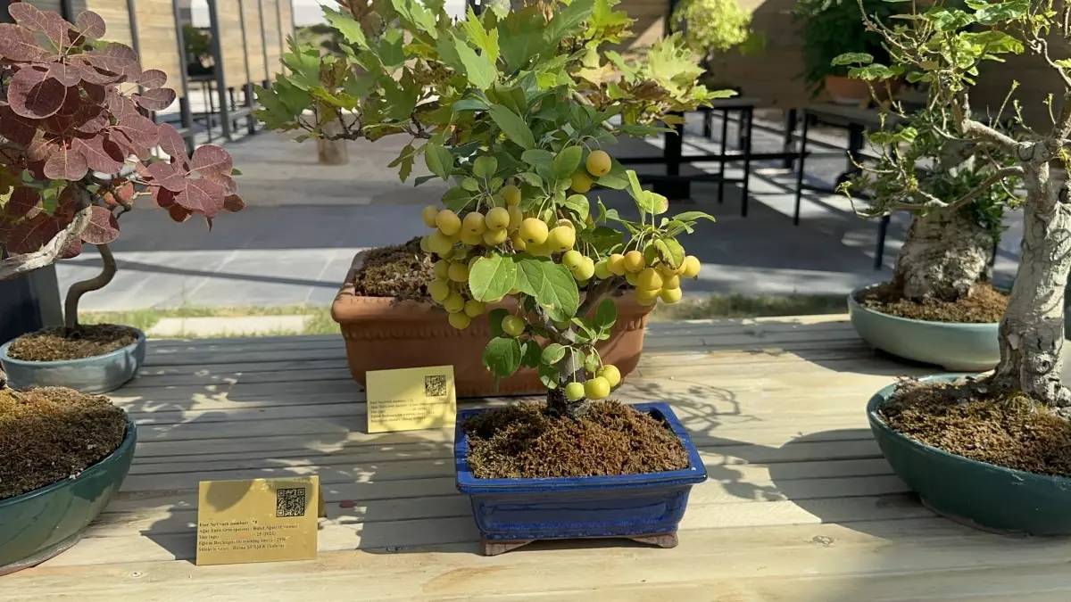 yalova bonsai muzesini 9 bin kisi ziyaret etti z2mxF6Su