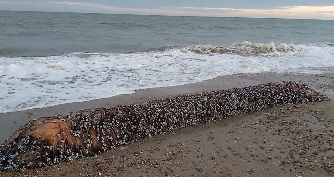 yaratik yillar sonra sahile vurdu canli yakalayan servetin sahibi olacak jusfCVxx