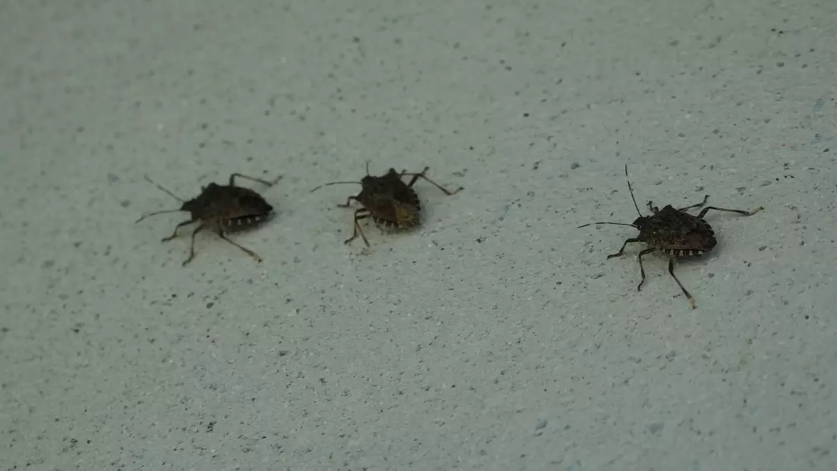 kahverengi kokarca uyarisi cilde temas edilmemeli ItPSu8ZS.jpg