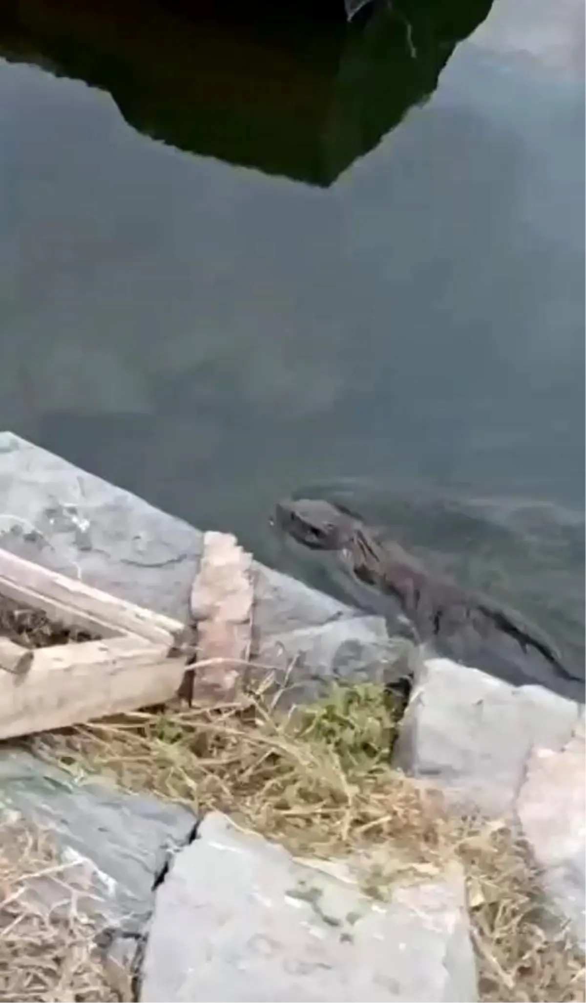 kucukcekmecede su samuru goruldu WNCJlmxn.jpg