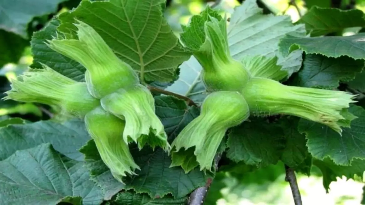 duzceden ab ulkelerine 15 bin ton findik ihracati mZN3ecZa.jpg