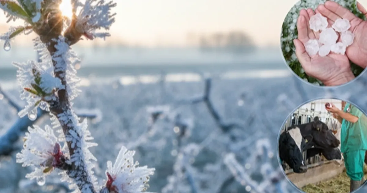 ekimde ureticilere 116 milyar tl hasar tazminati odendi cLJdfBek.webp