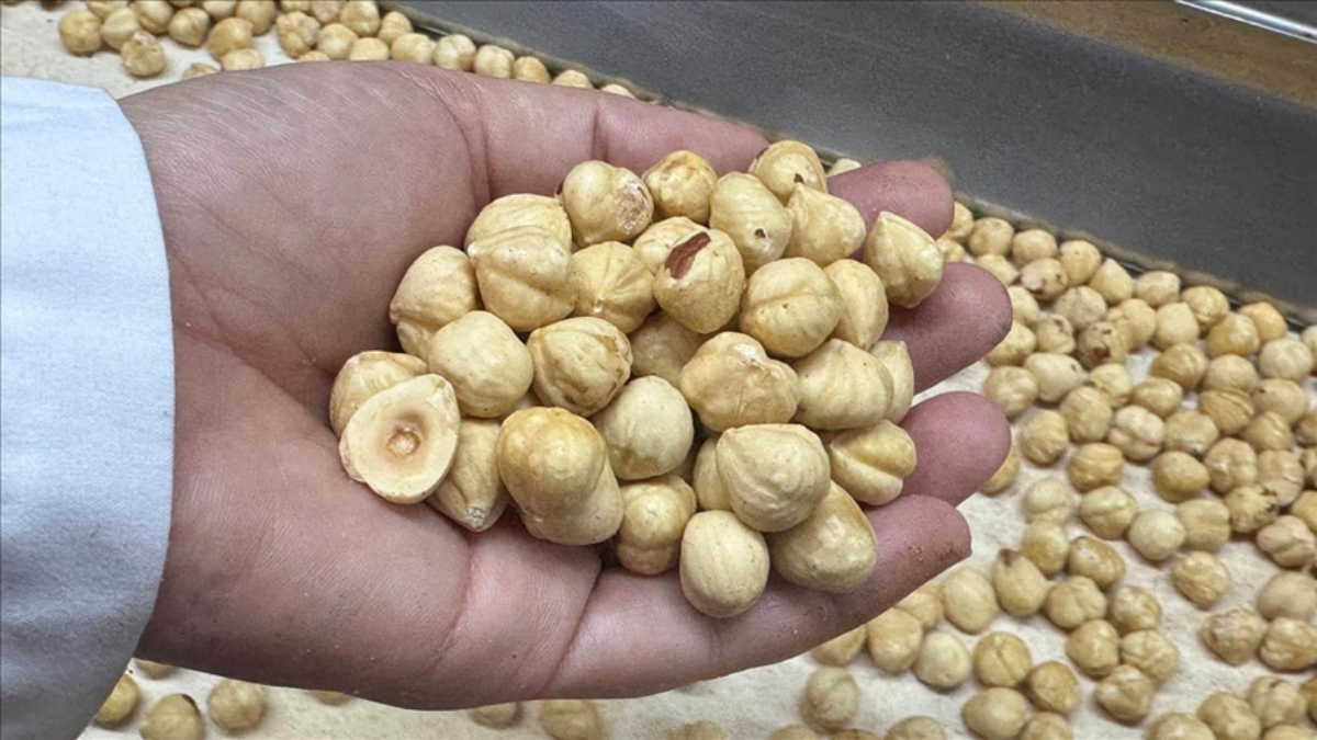 findik ihracati geliri aciklandi 21YZueLA.jpg