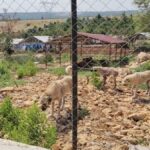 Barinak degil esaret 600 hayvan kayalikta yasam mucadelesi veriyor 2h67cU6g
