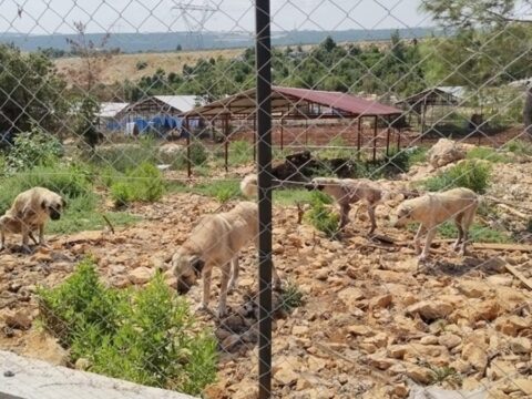 Barinak degil esaret 600 hayvan kayalikta yasam mucadelesi veriyor 2h67cU6g
