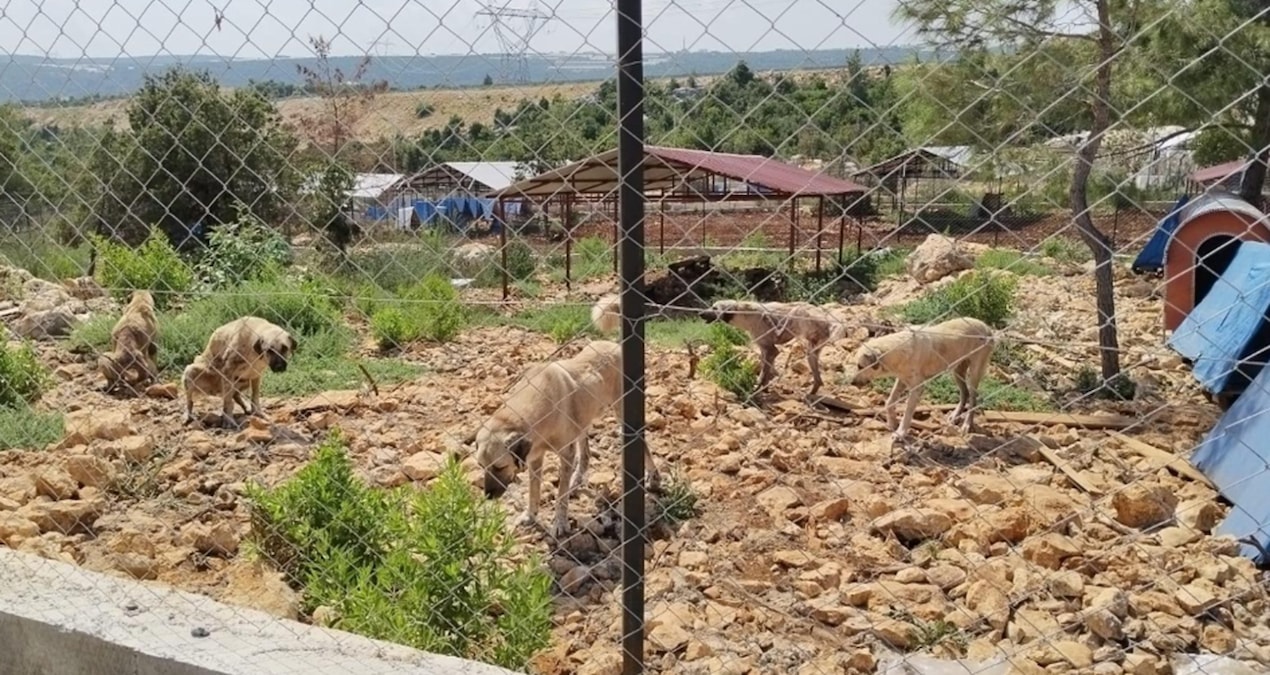 Barınak değil esaret: 600 hayvan kayalıkta yaşam mücadelesi veriyor” Barinak degil esaret 600 hayvan kayalikta yasam mucadelesi veriyor 2h67cU6g