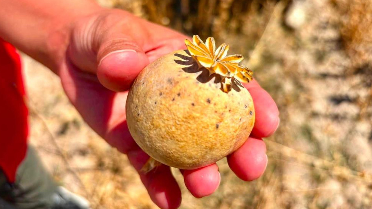 Haber gorseli